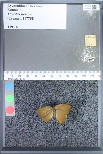 Media type: image;   Entomology 69260